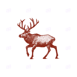 Hand Drawn Deer Illustration