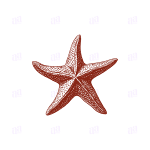Hand Drawn Star Fish Illustration