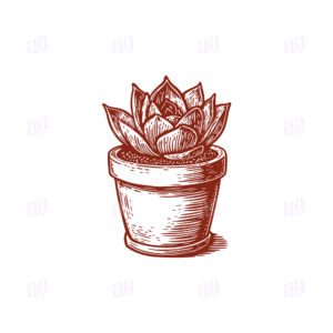 Hand Drawn Succulent Illustration