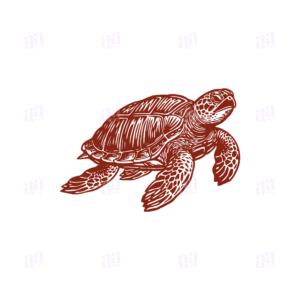 Hand Drawn Turtle Illustration