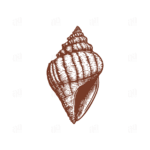 Classic Hand Drawn Shell Illustration