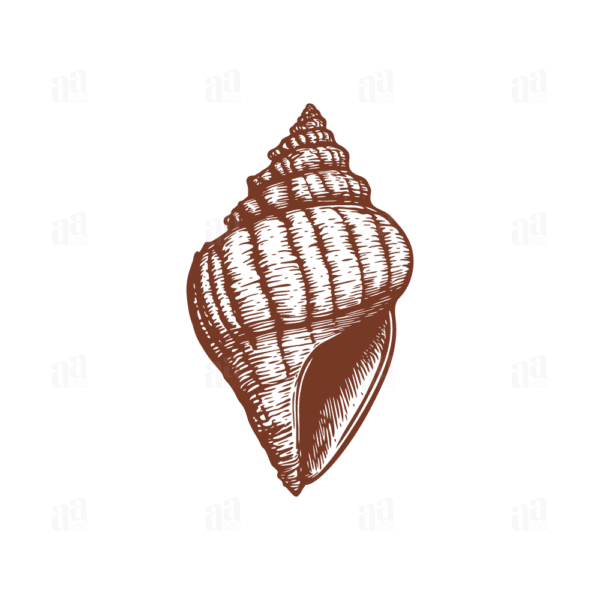 Beautiful Classic Hand Drawn Shell Illustration, animal vector illustration.