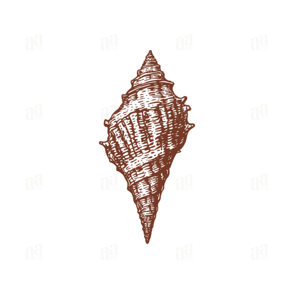 Beautiful Retro Hand Drawn Shell Illustration, animal vector illustration.