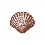 Vintage Hand Drawn Shell Illustration