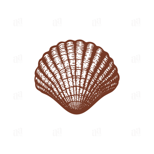 Beautiful Vintage Hand Drawn Shell Illustration, animal vector illustration.